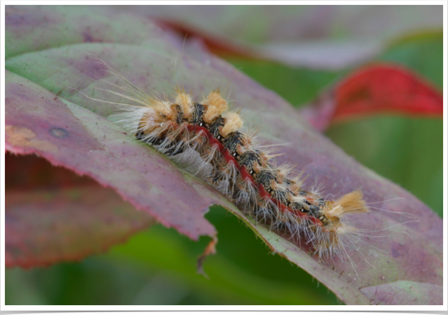 Yellow-haired Dagger Moth
Acronicta impleta
Cleburne County, Alabama